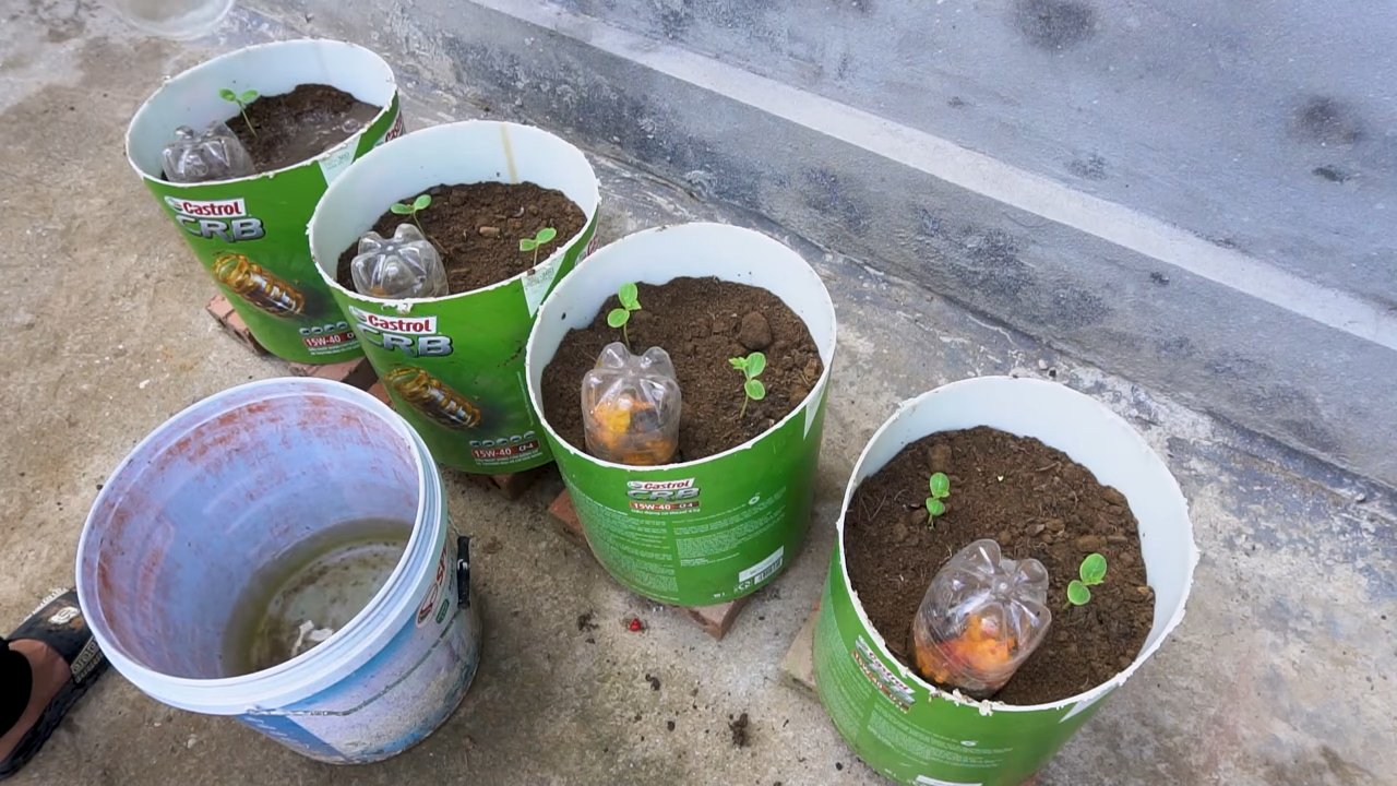 Grow Watermelons Small Garden