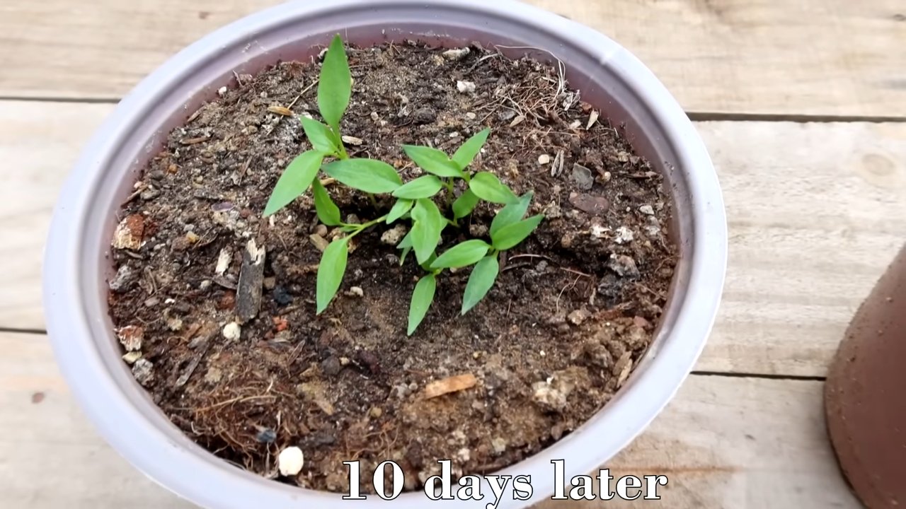 Propagate chili peppers easily
