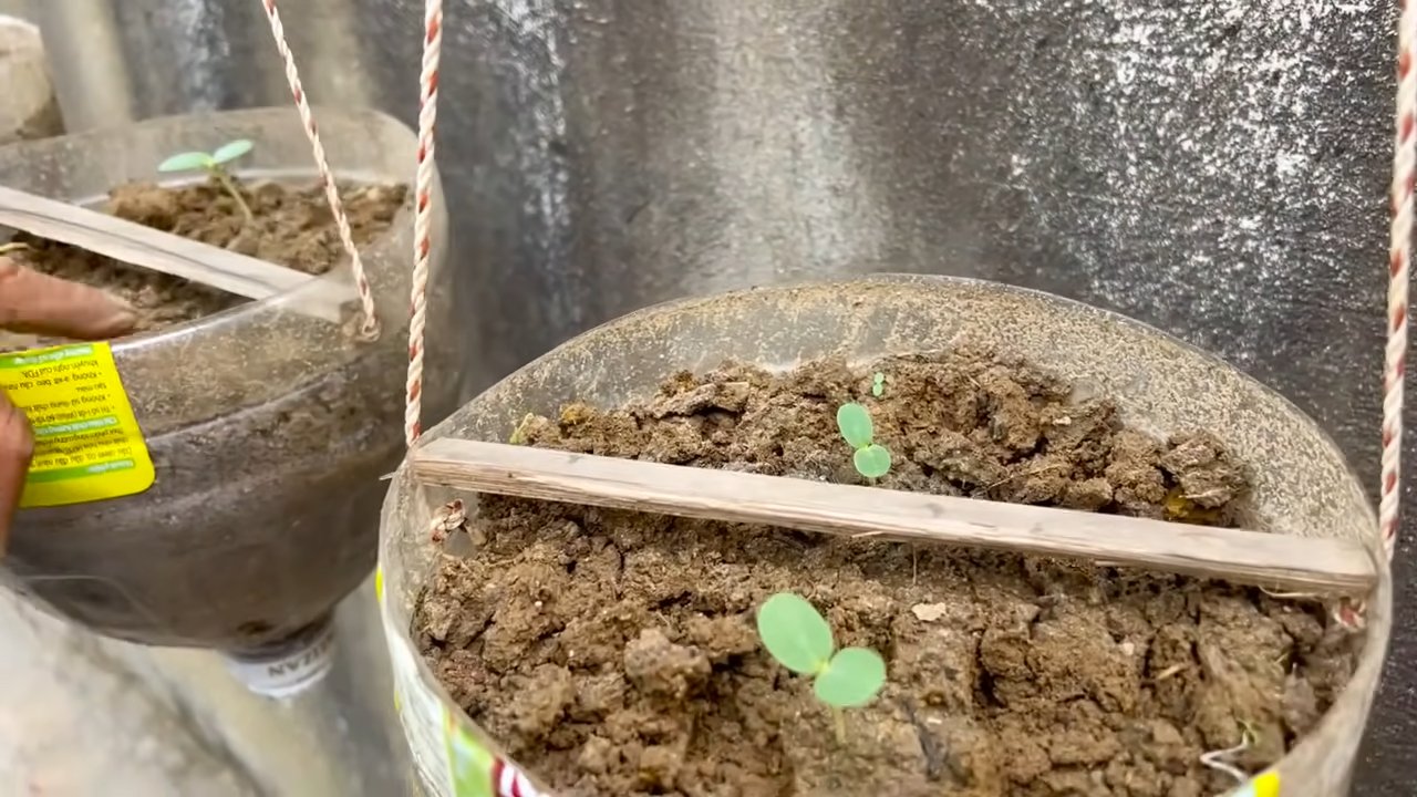 Double Melon Harvest Hack