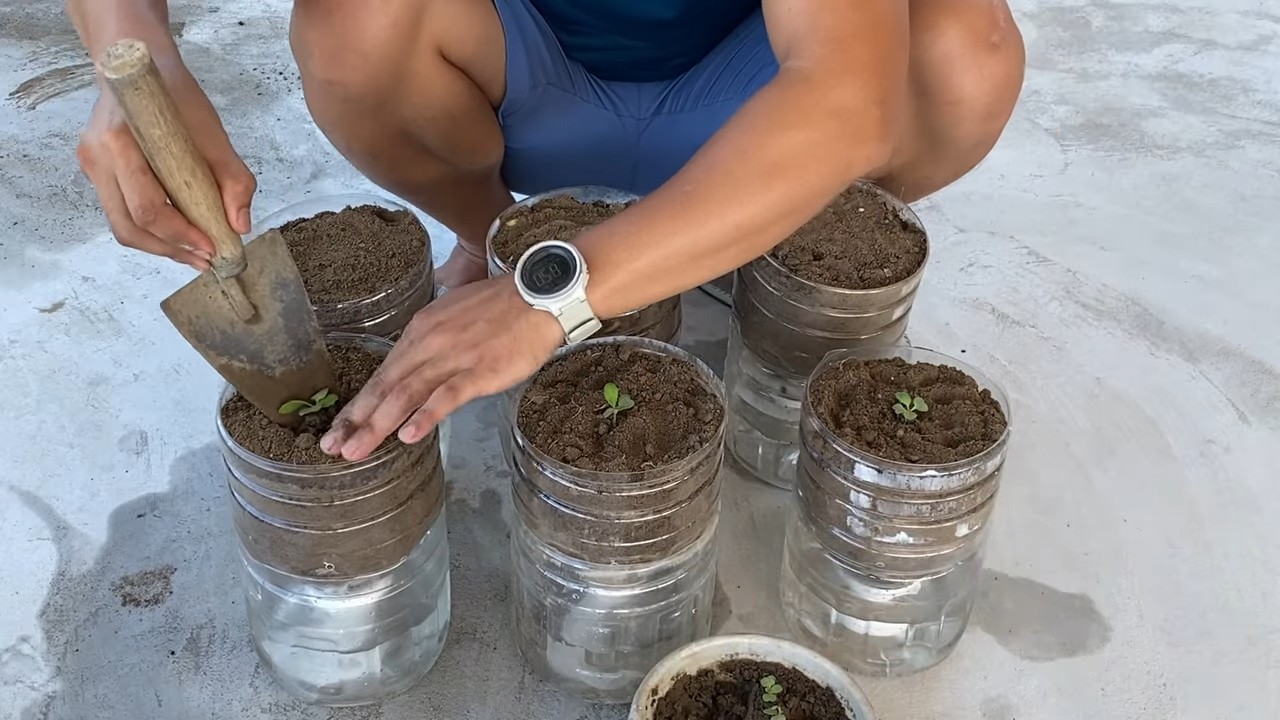 DIY self watering mustard greens