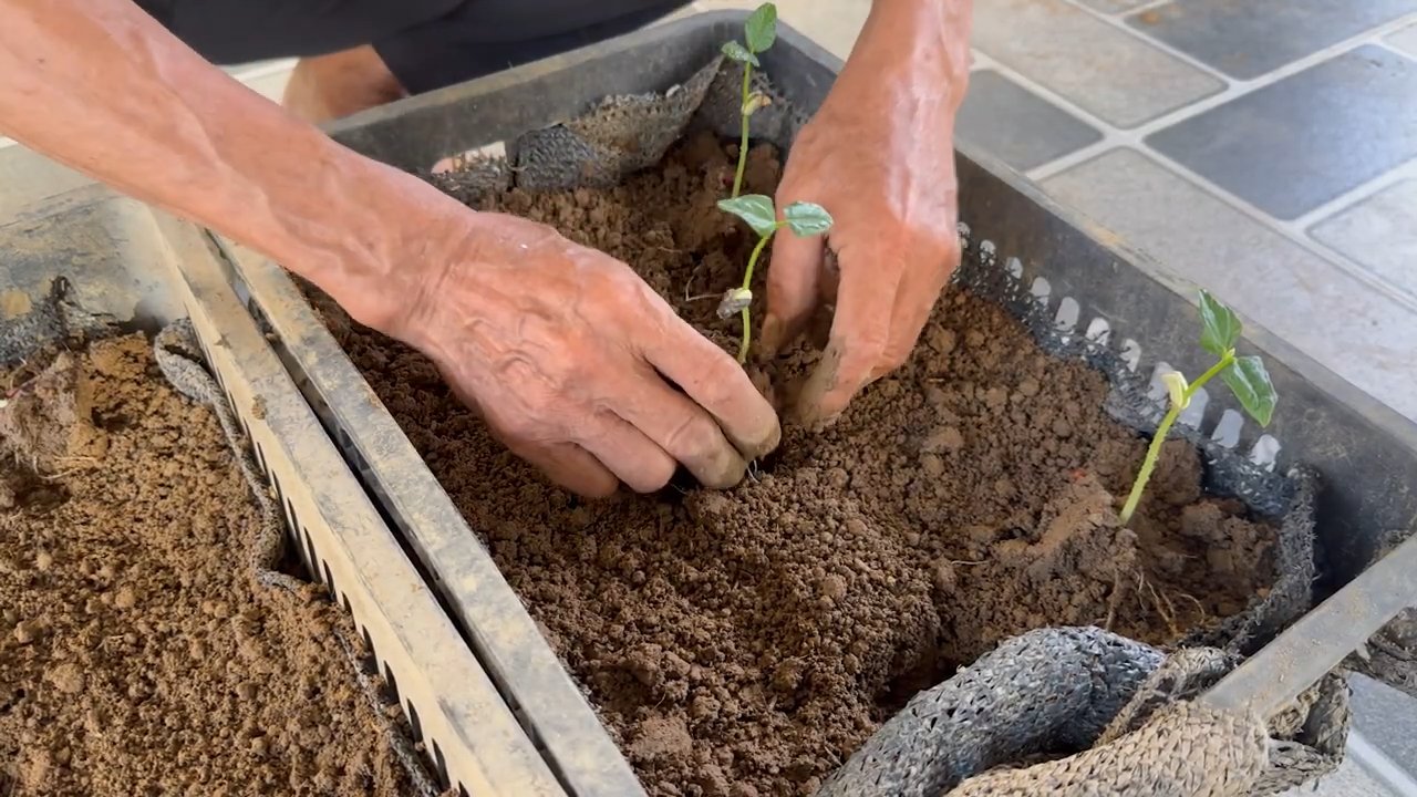 Zero Maintenance Cowpea Garden