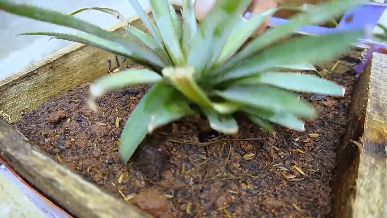 Grow pineapple in chair