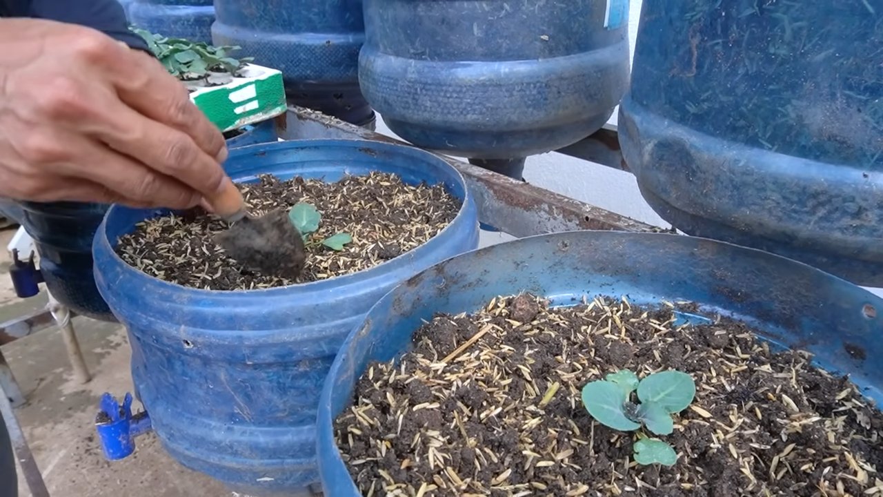 Grow More Kailan Leaves