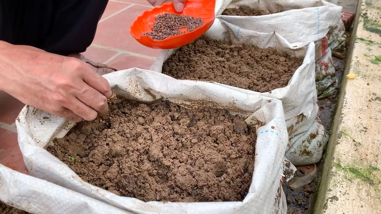 Grow Water Spinach Fast