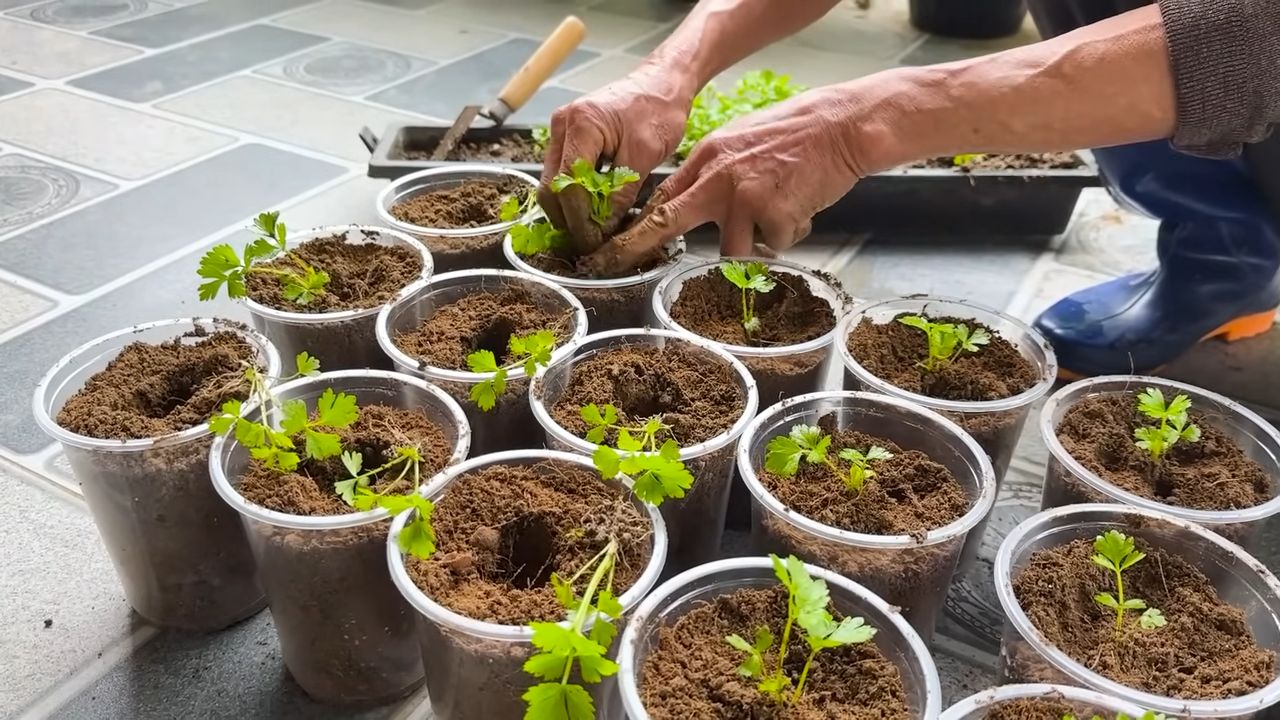 Growing Celery on Stones
