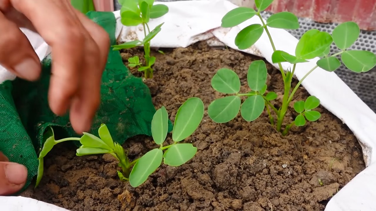 Growing Peanuts Step by Step