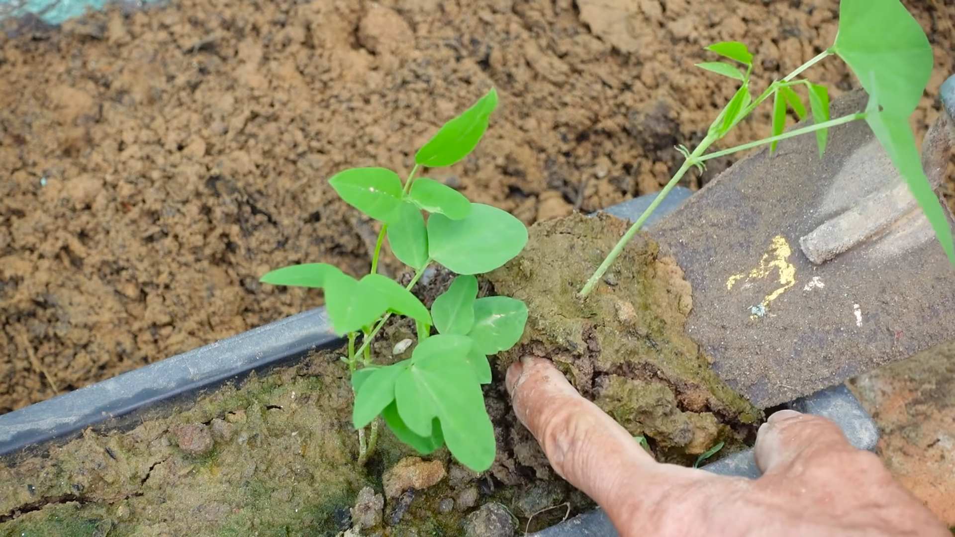 Growing Dragon Beans