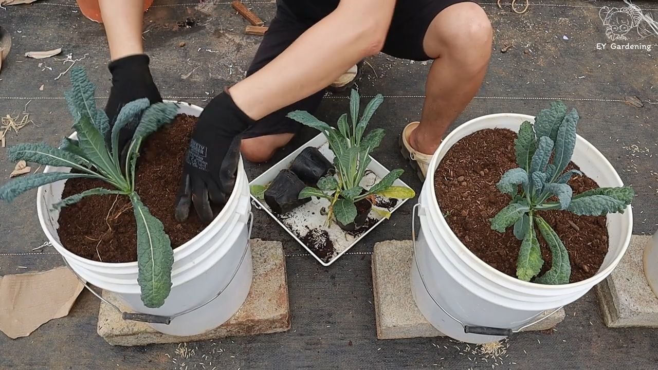 Rooftop kale plant growing