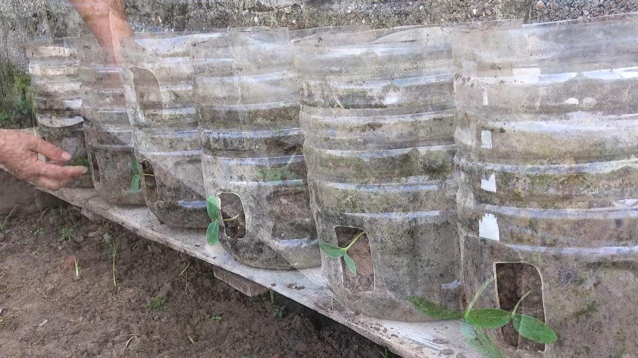 Harvesting Cucumbers for Maximum Yield