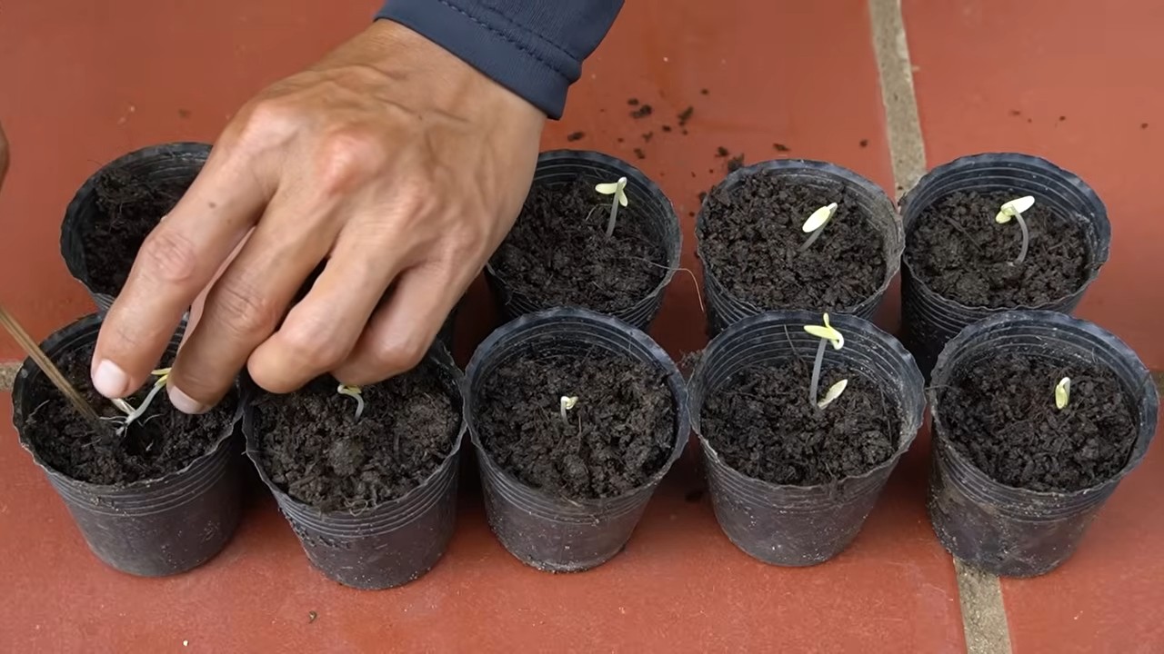 Grow massive cucumbers