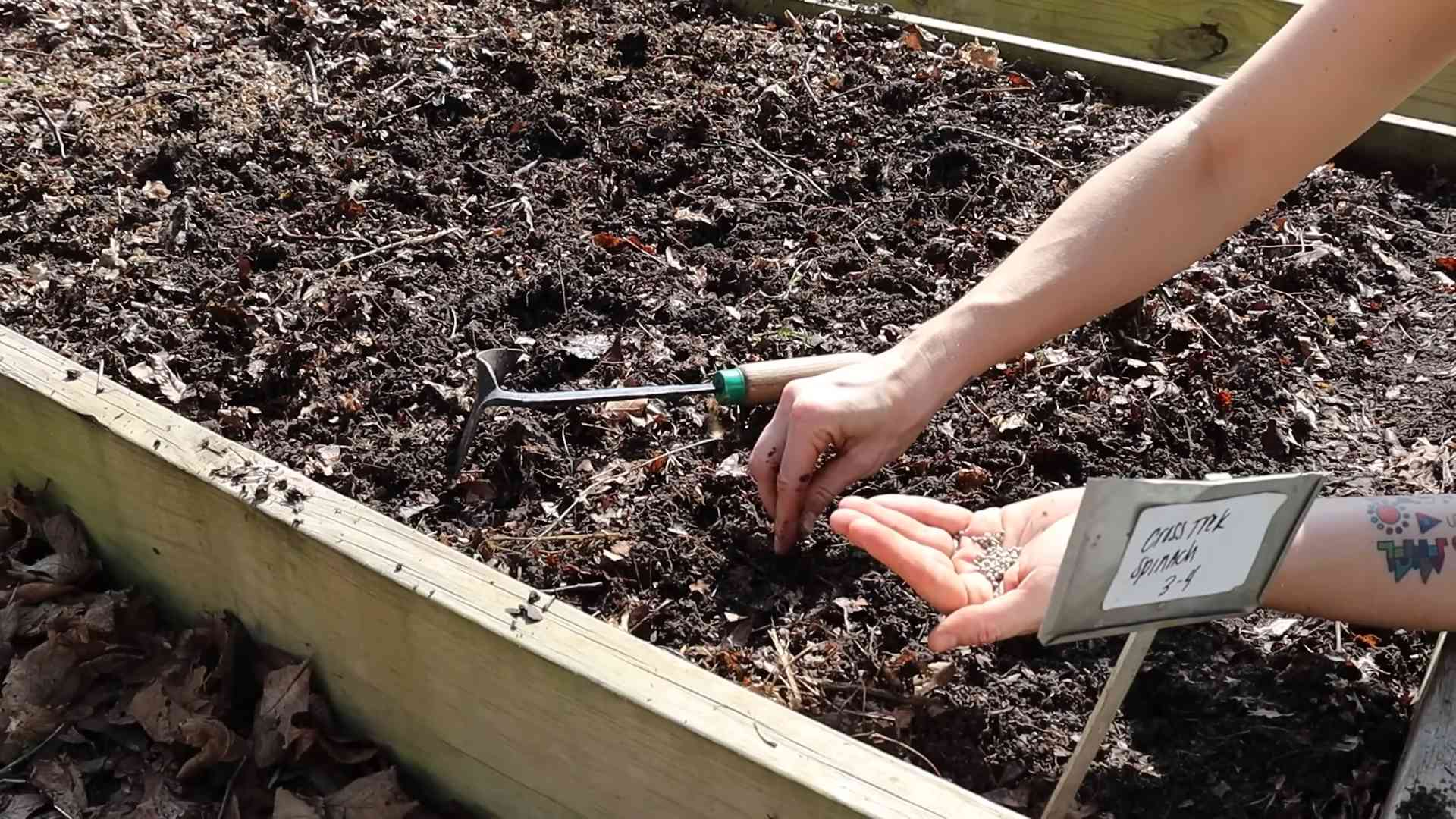 Grow Spinach at Home