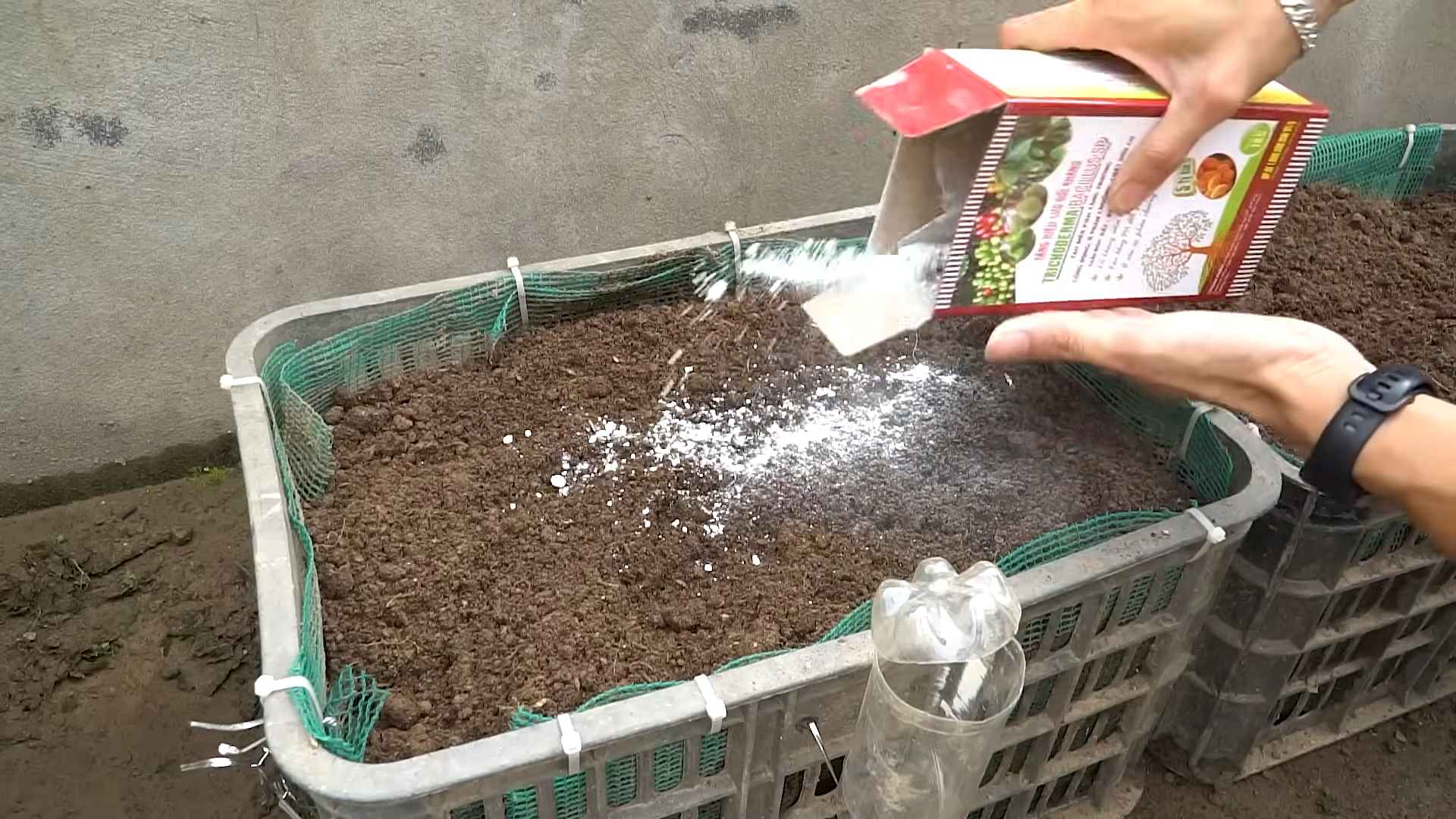 Grow Eggplants at Home