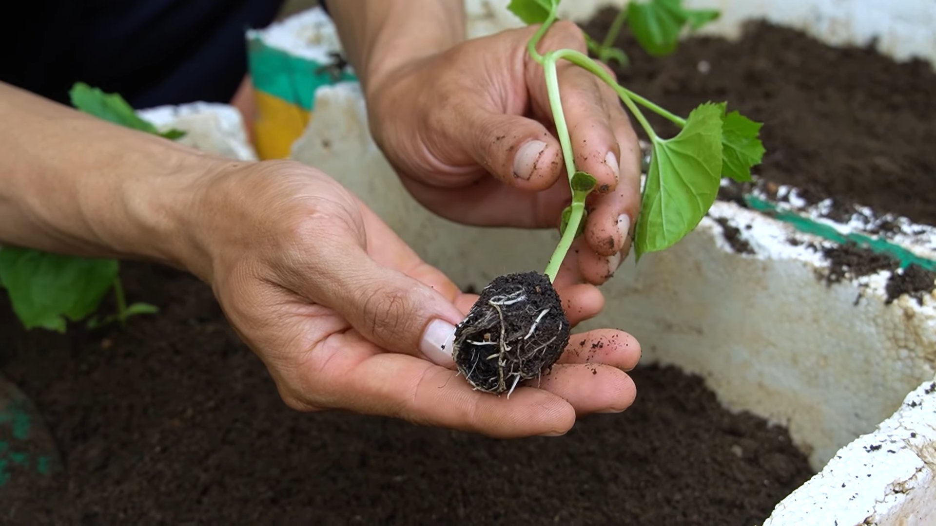 Growing bitter gourd