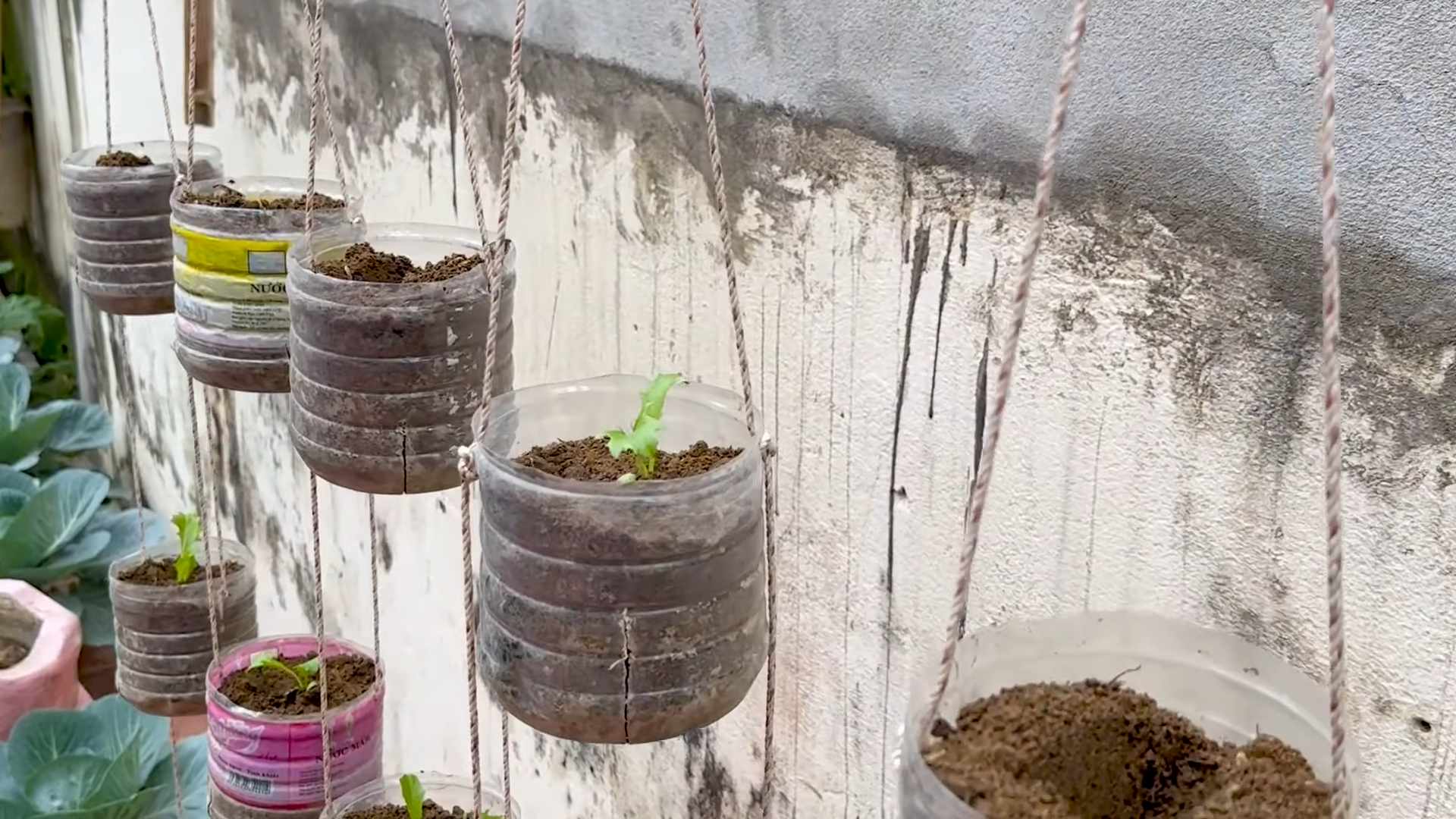 Grow Fresh Lettuce