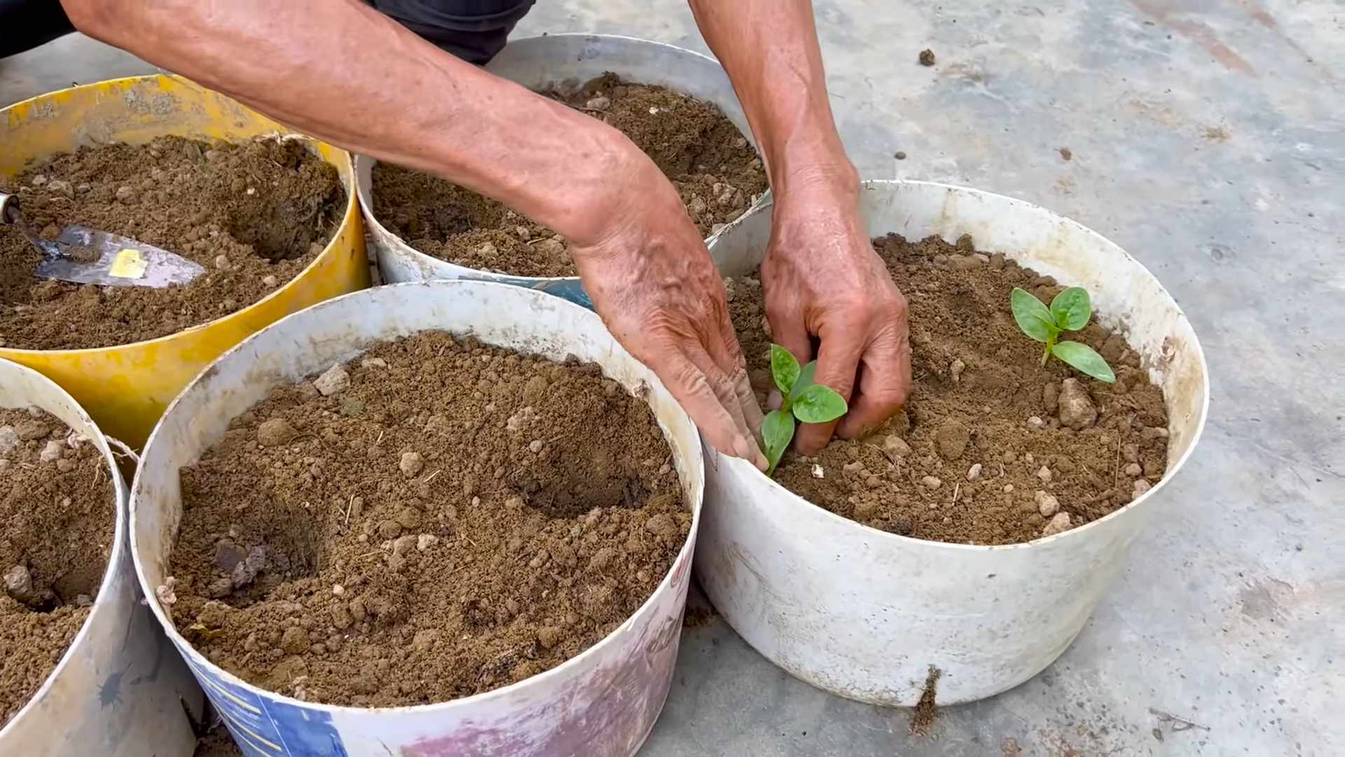 Malabar Spinach Growing Tips