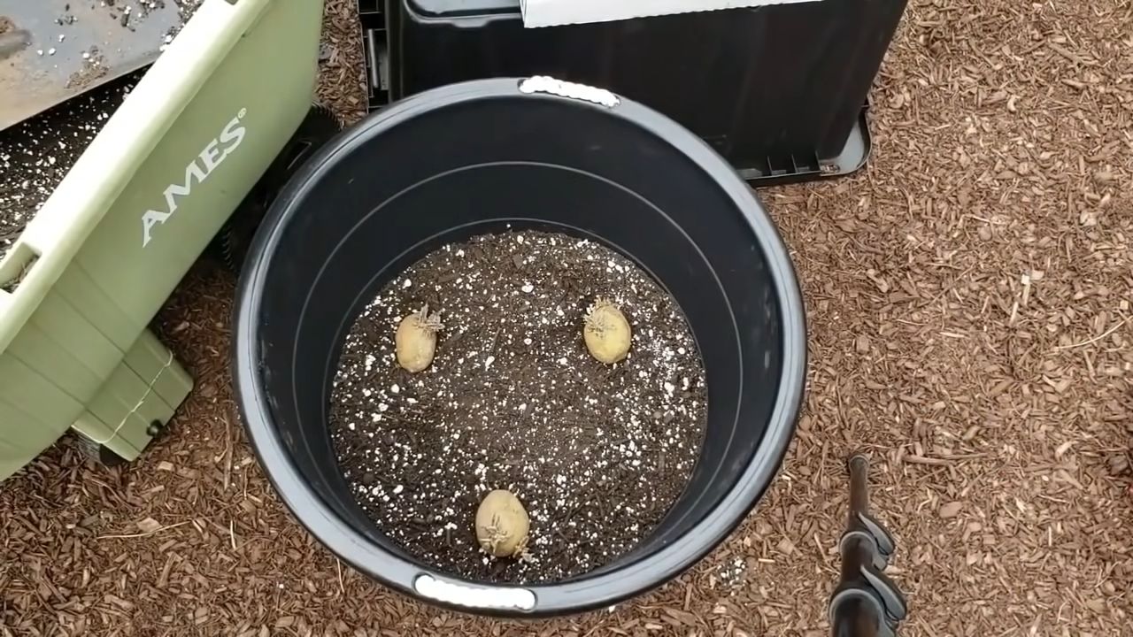 Grow Potatoes Fast and Easy