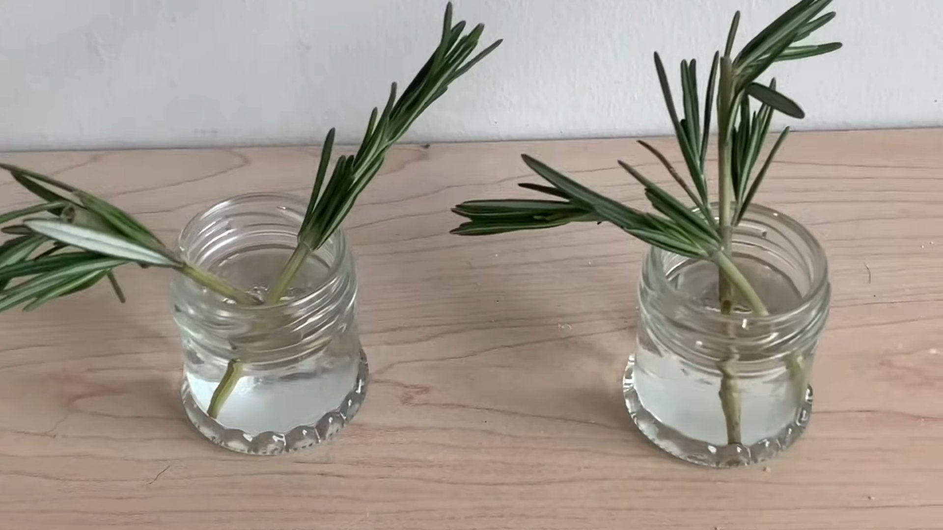 Grow Bok Choy Indoors