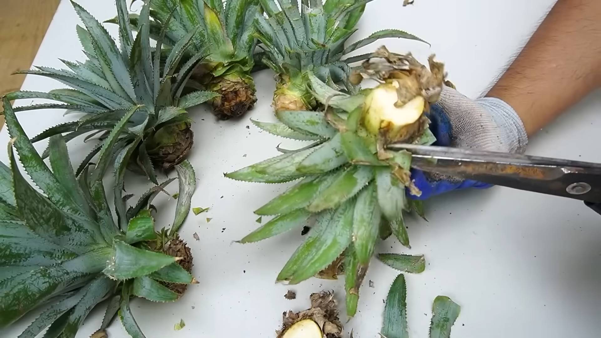 Grow pineapple indoors