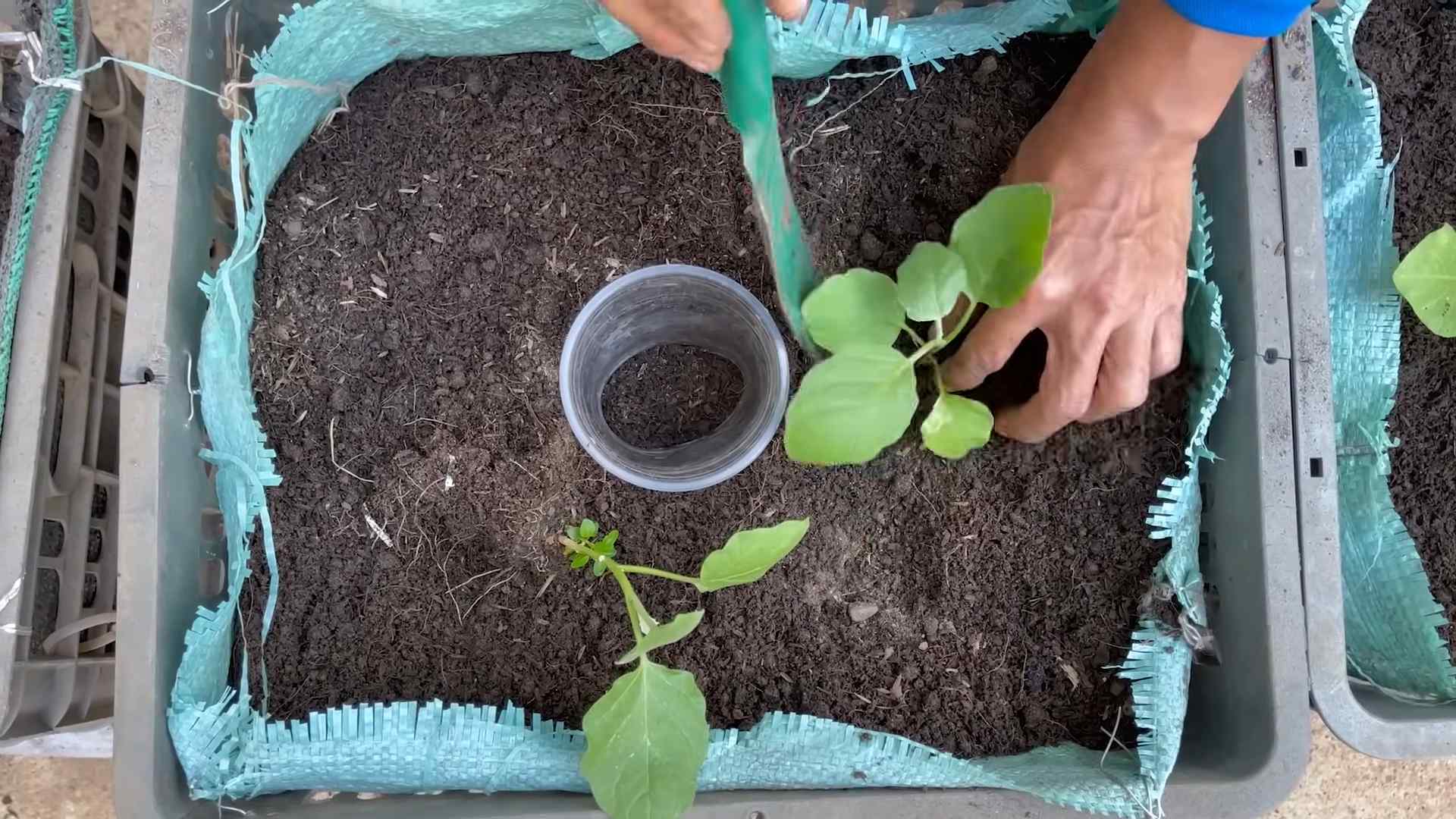 Eggplant gardening tips