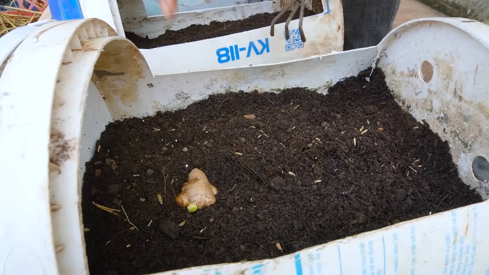Grow ginger at home