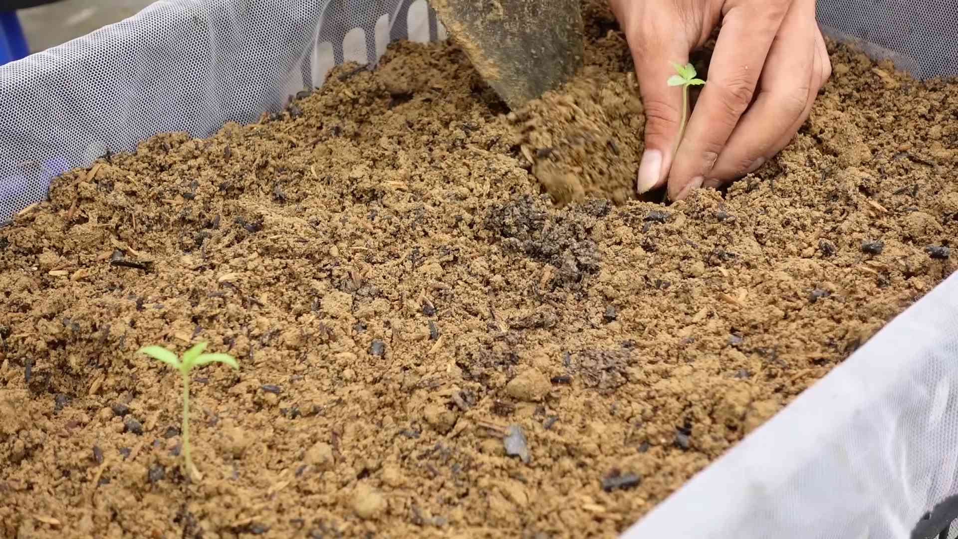 Homegrown Tomatoes Step by Step