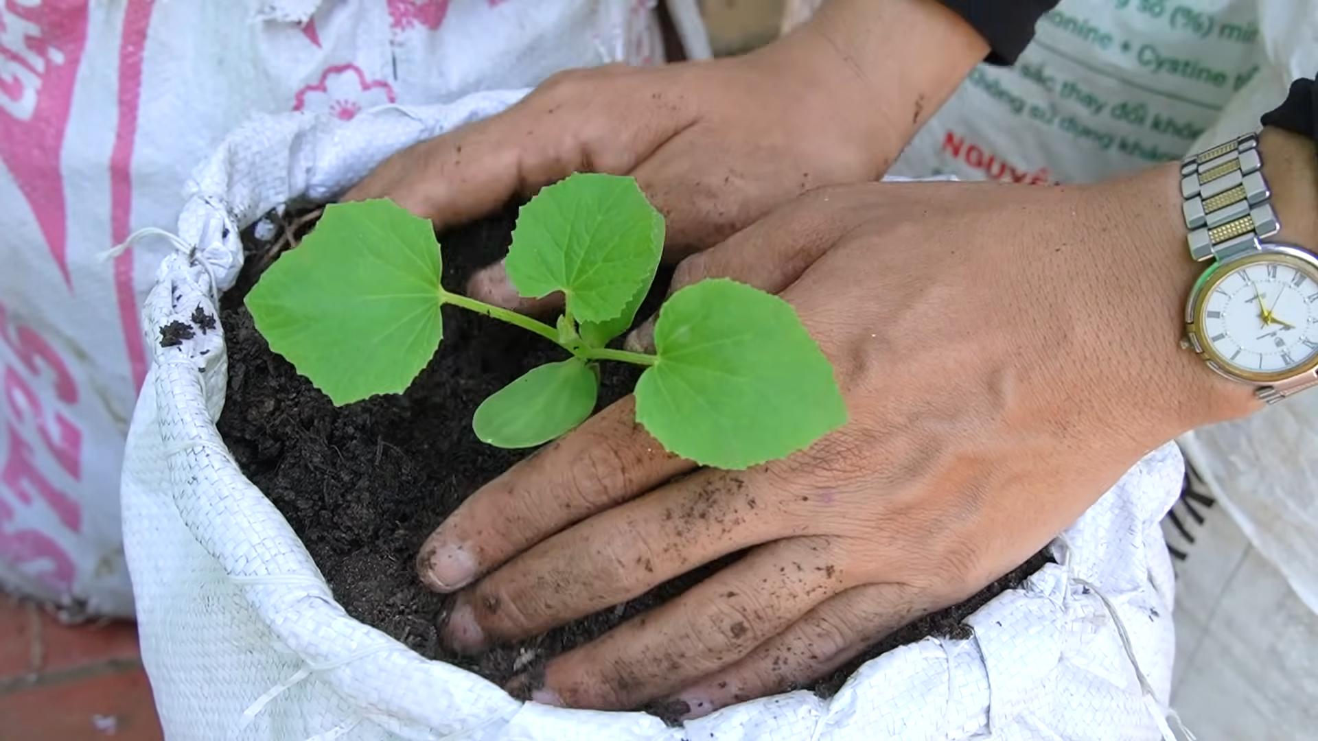 Grow bags for cantaloupe