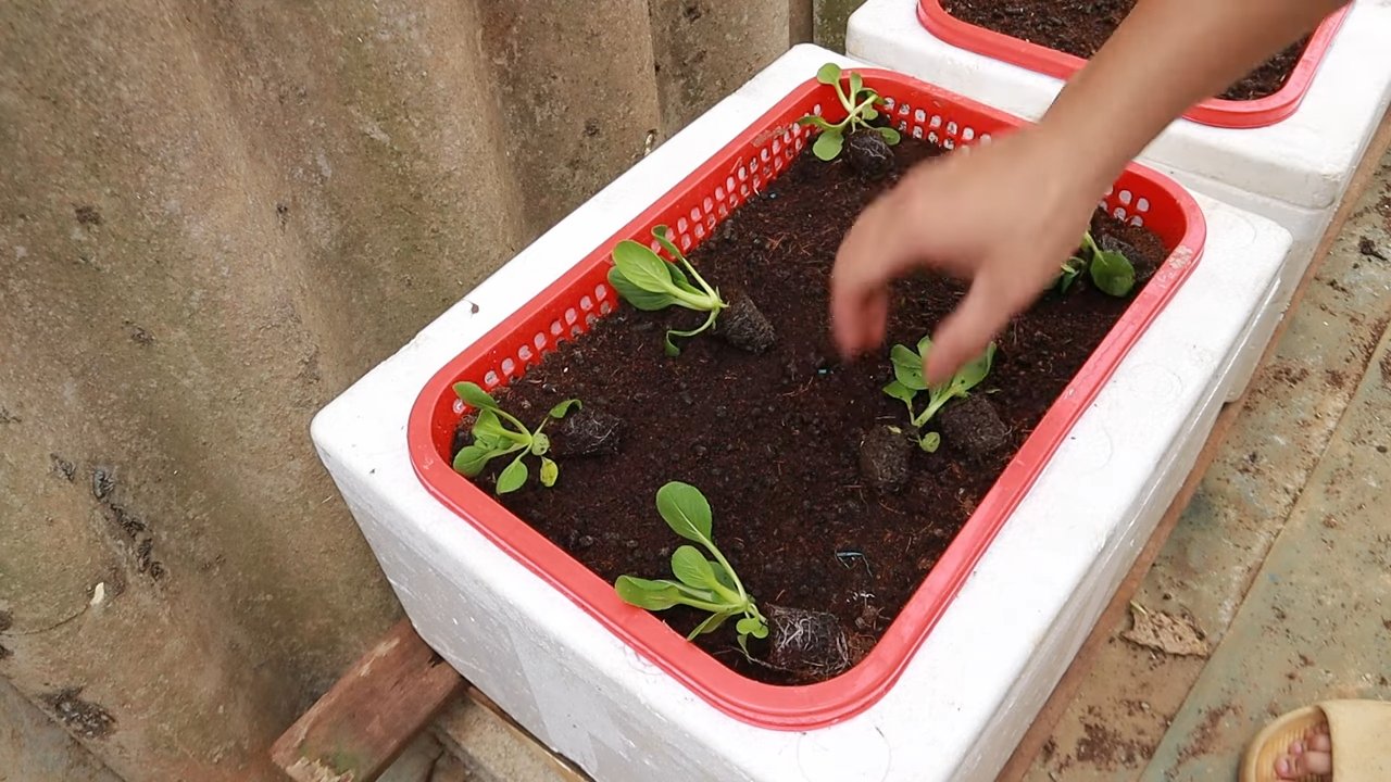 Grow Bok Choy Kitchen