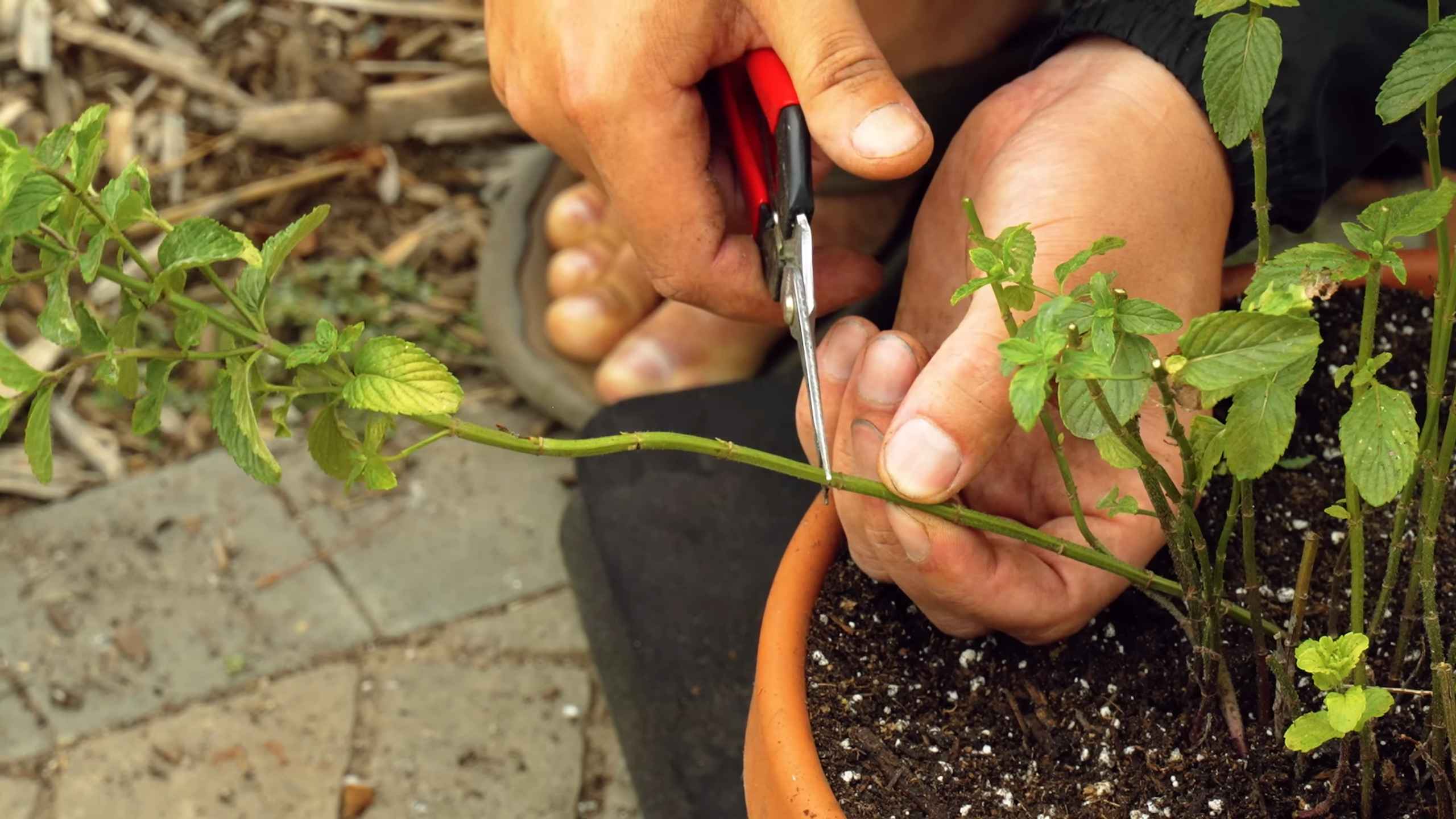 Growing Indoor Mint