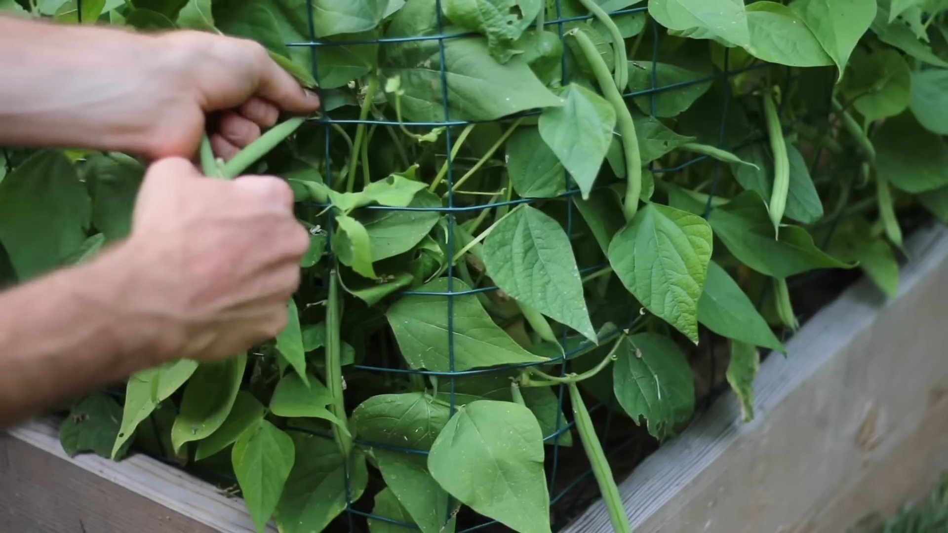 Grow Bush Beans