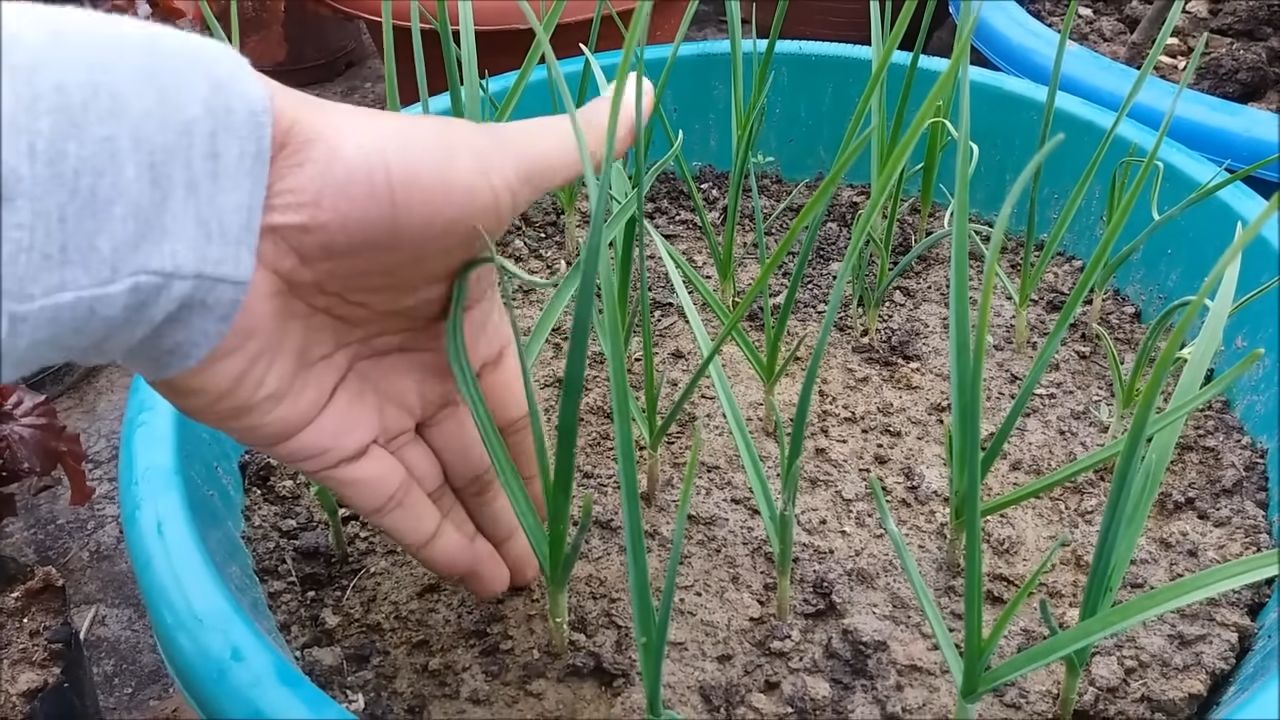 Growing Garlic Beginners Hack