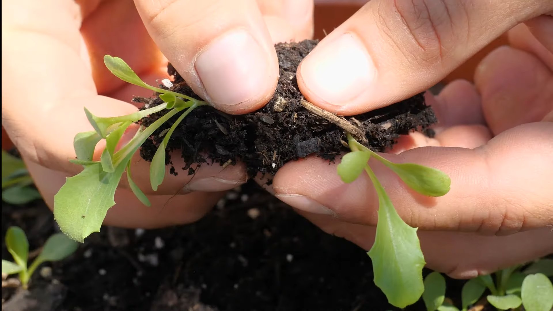 Grow Iceberg Lettuce Easily