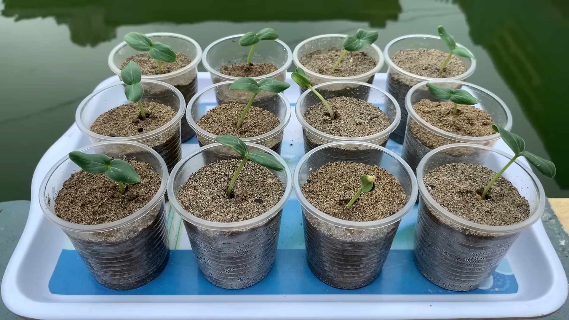 Grow Crunchy Cucumbers Indoors