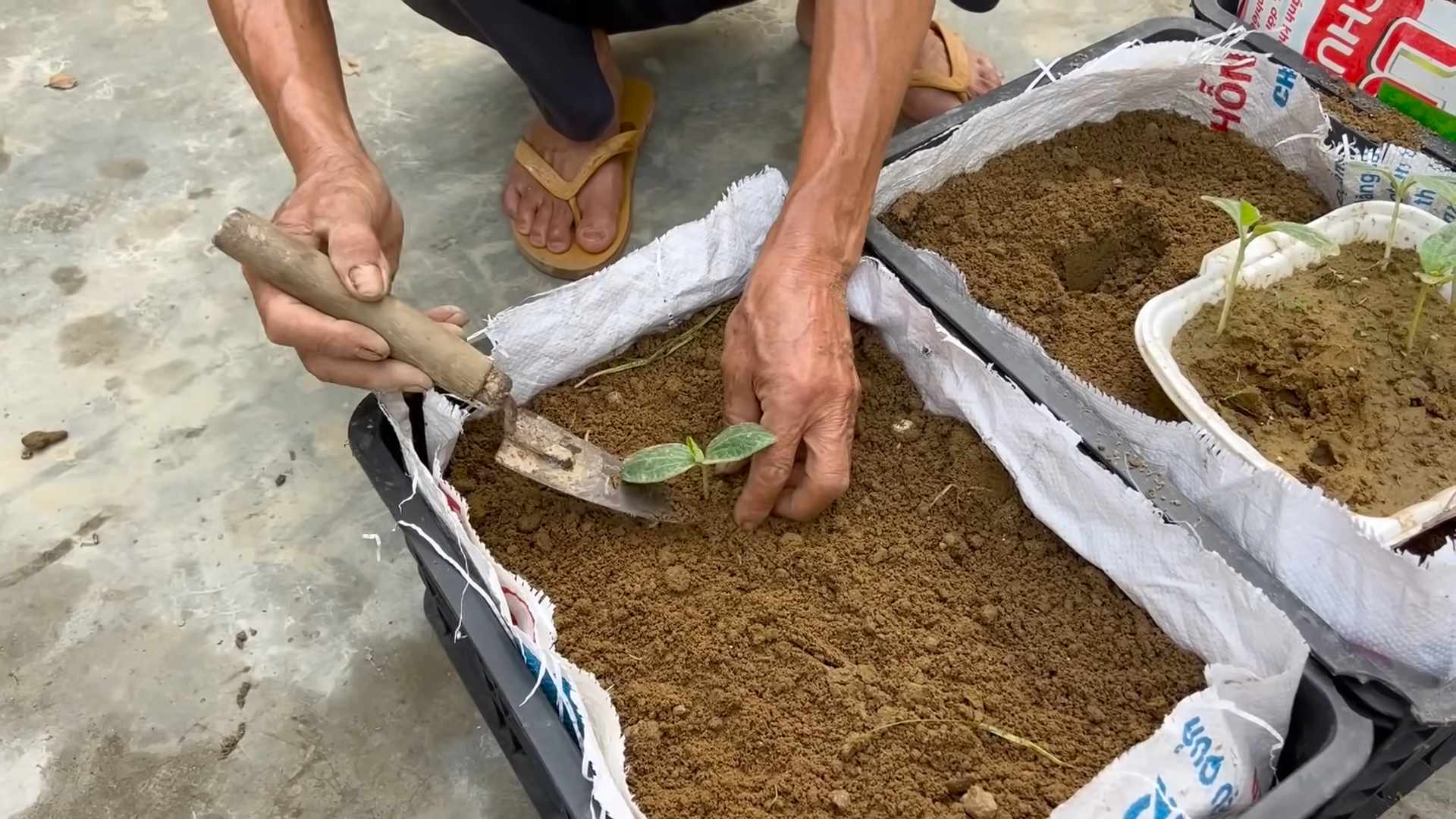 Pumpkin Harvest Secrets