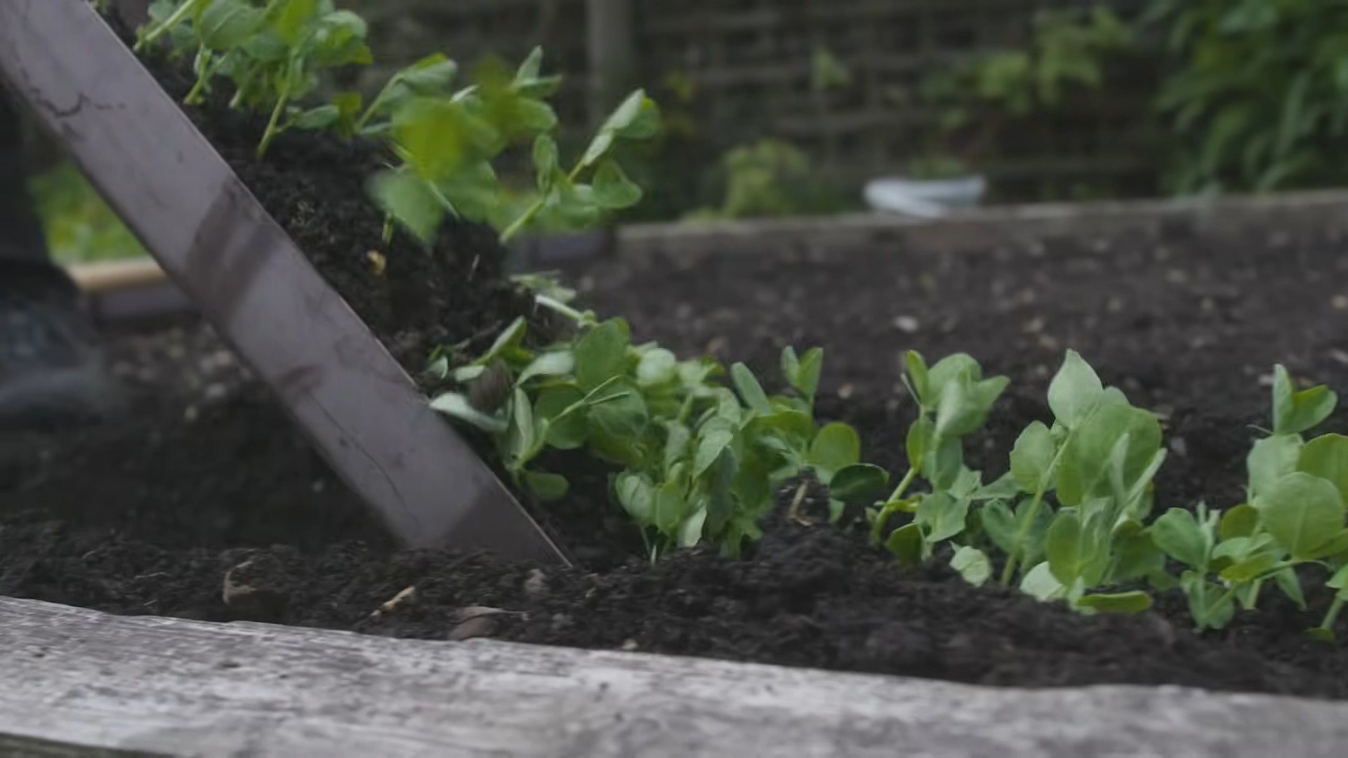 Grow Peas at Home