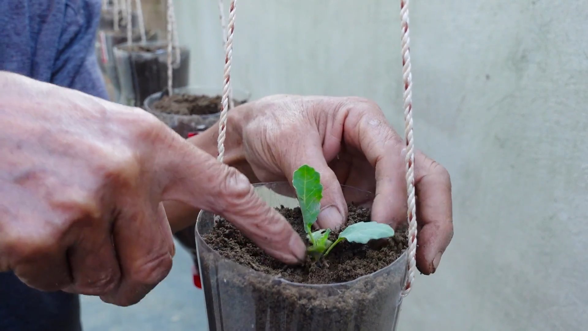 Grow Kohlrabi at Home