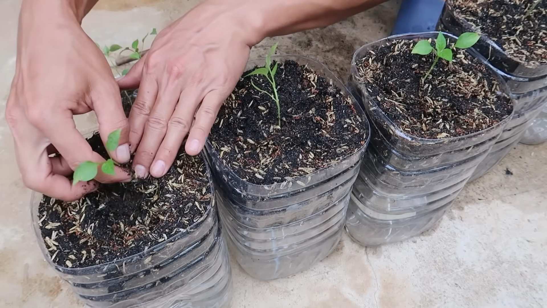 Container chili gardening