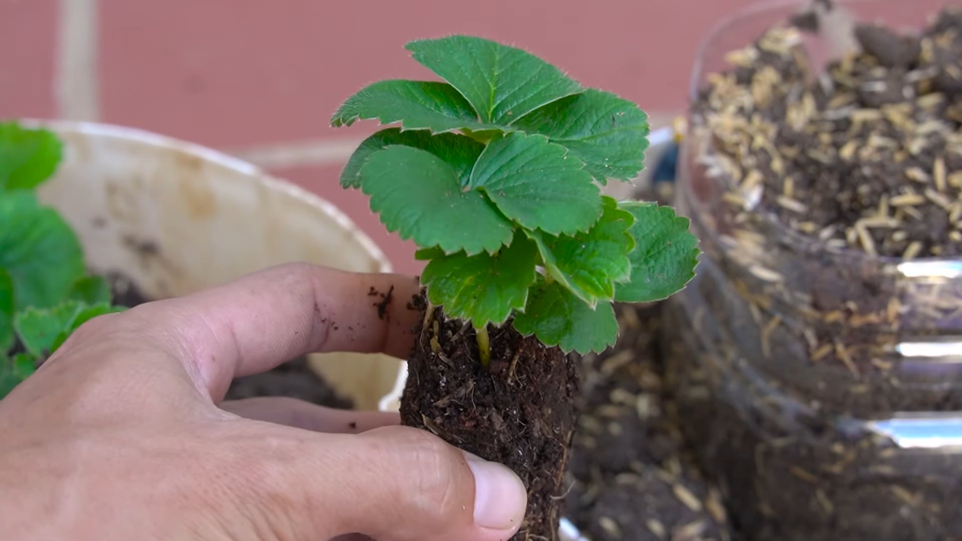 Strawberry Growing Tips