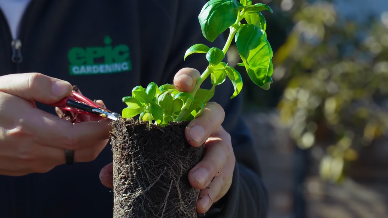 Homegrown Tomatoes DIY Guide