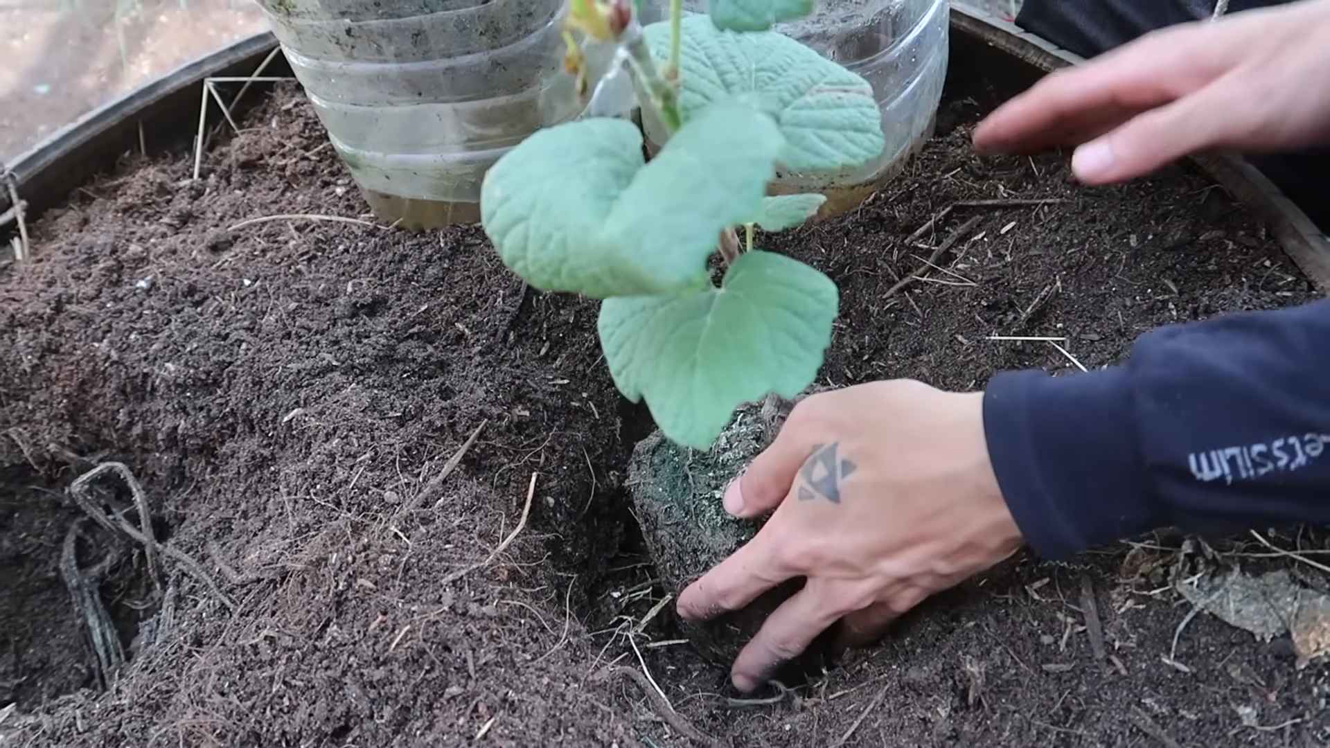 Grape harvest increase backyard