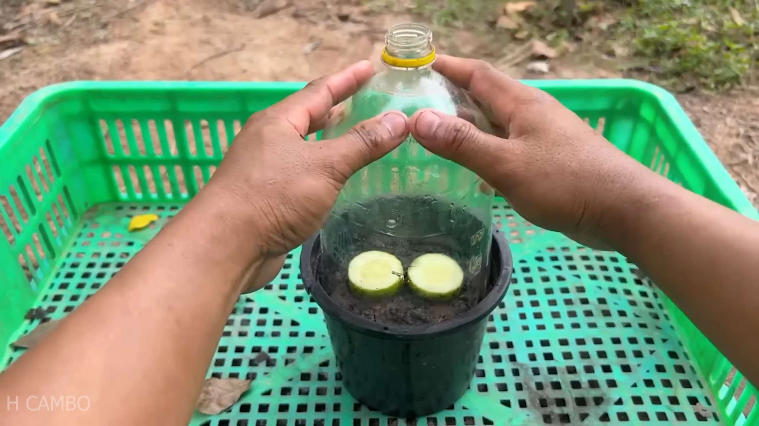 Grow Cucumbers at Home