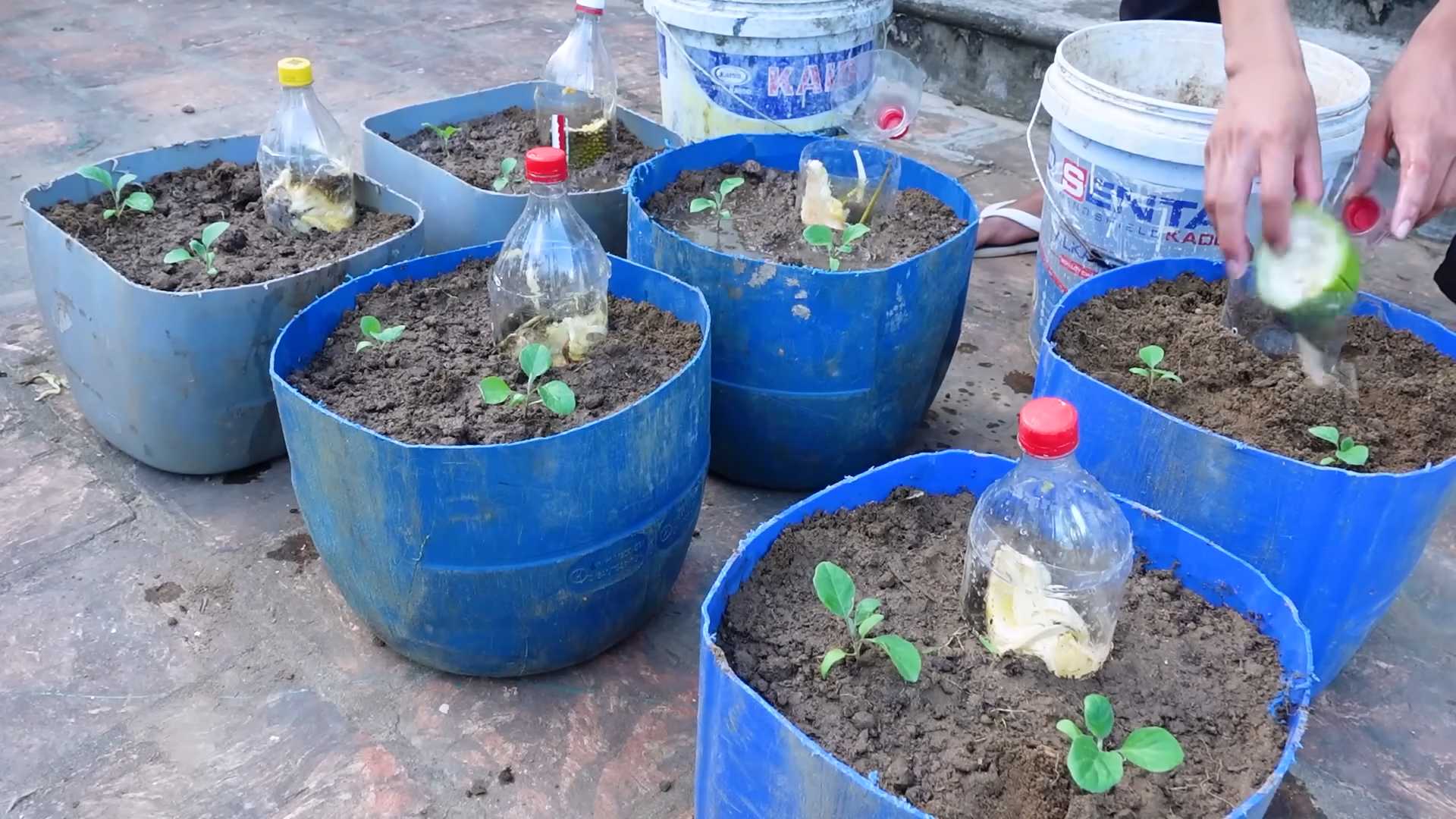 Growing Eggplants Simple Guide