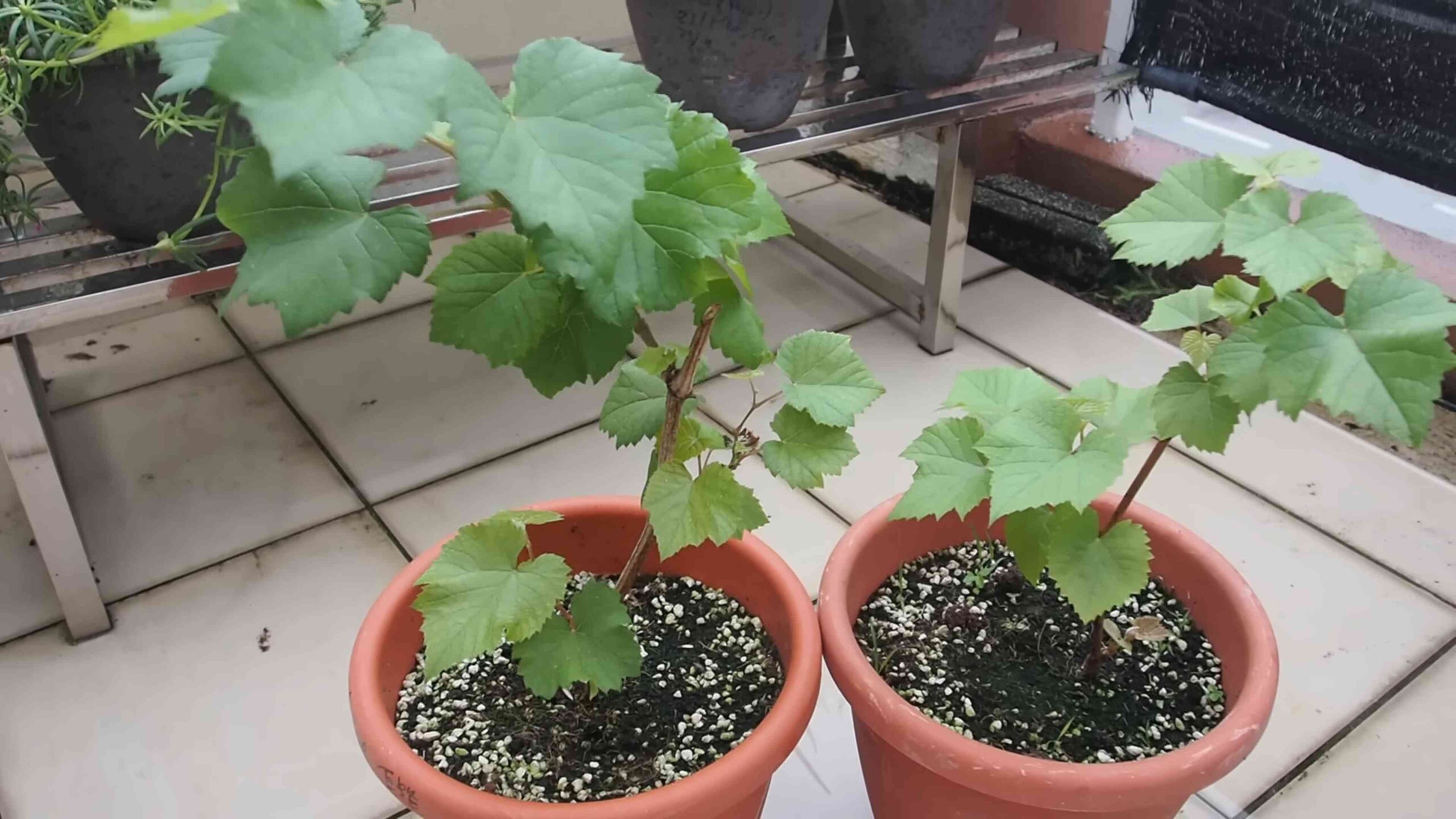 Healthy Grapevine Maintenance