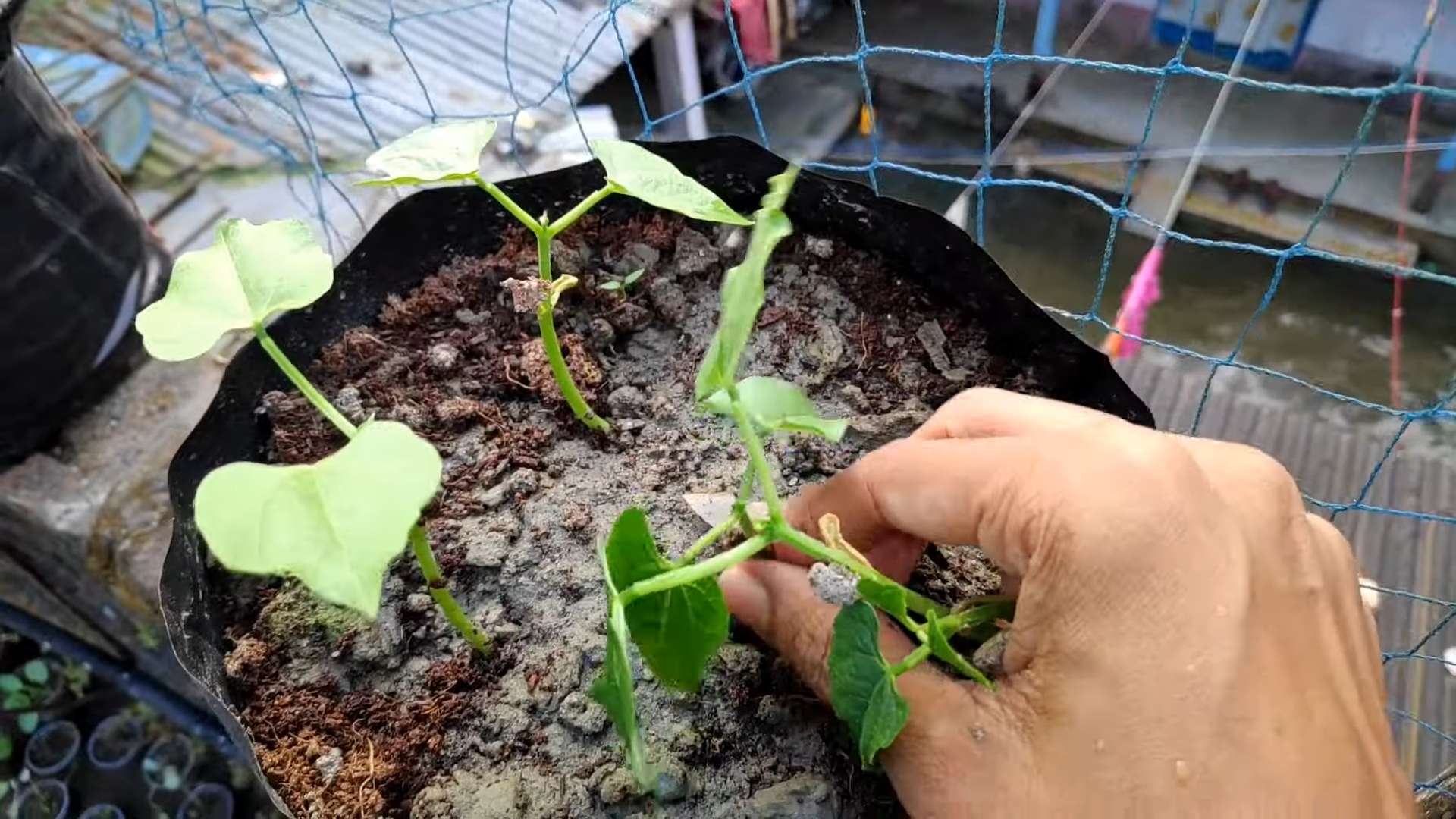 Grow French Beans Home