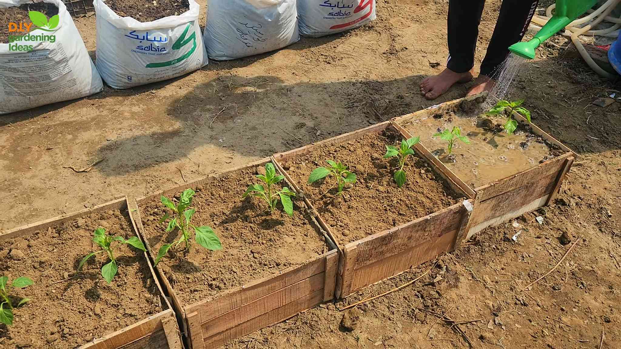 Growing Bell Peppers in Pots