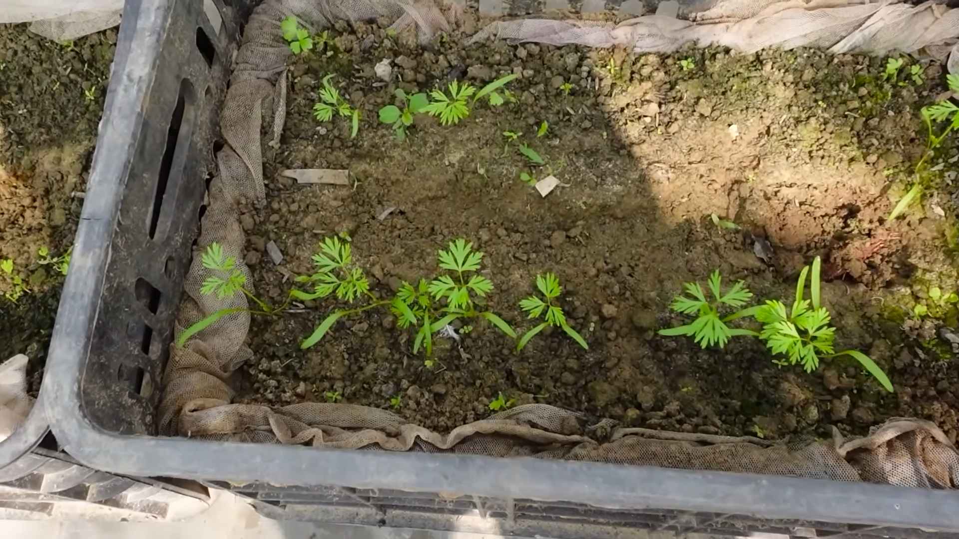 Carrot Growing Home Garden Hacks