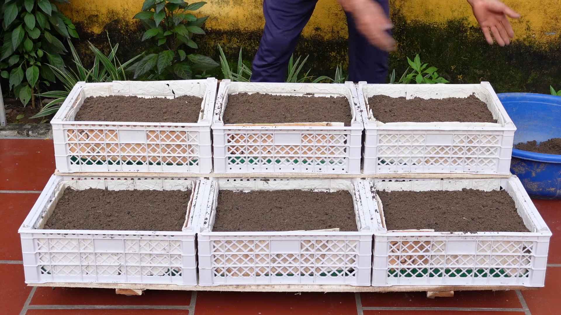 Family vegetable garden routine