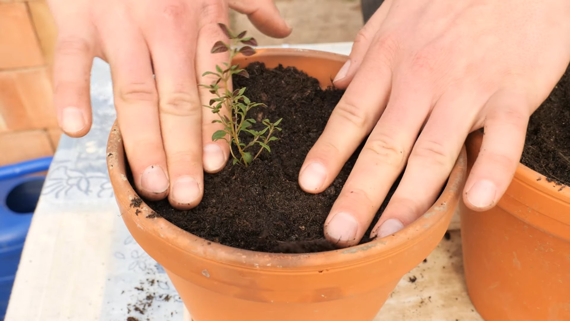 Grow Thyme Indoors