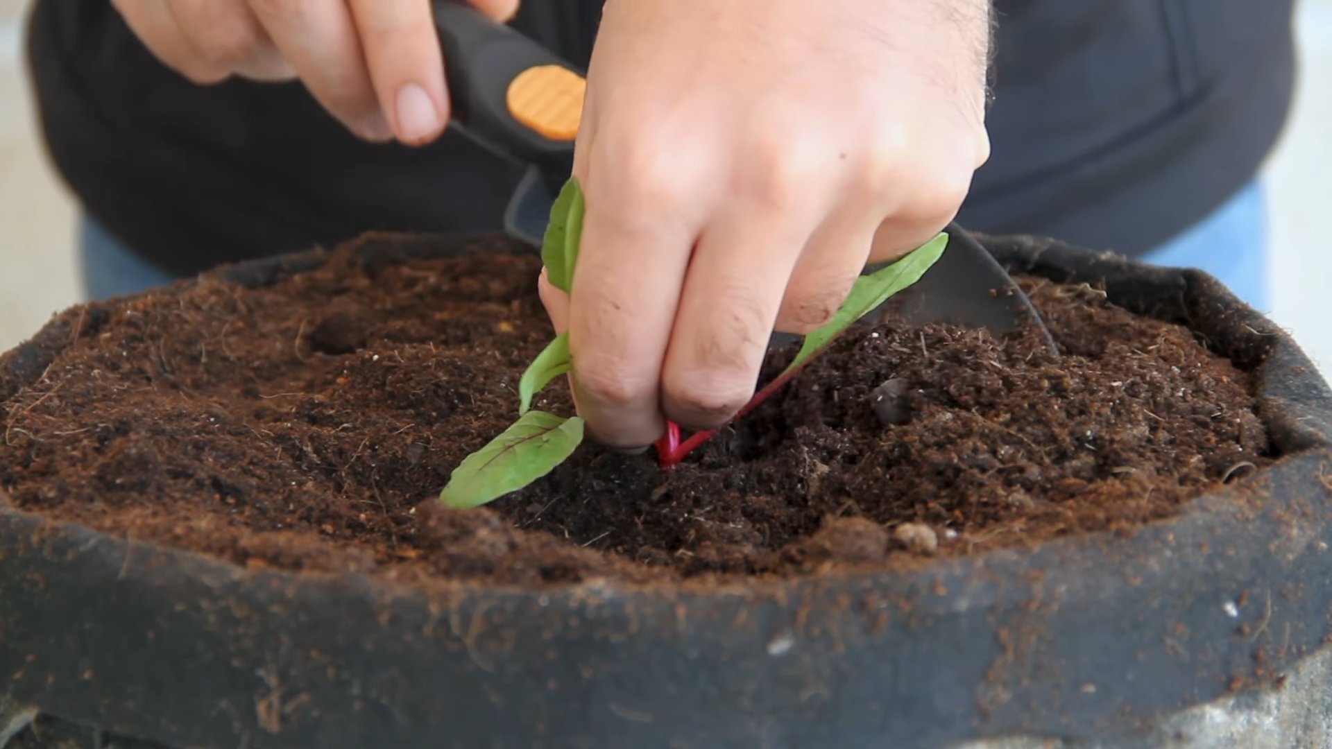 Grow Beets Indoors
