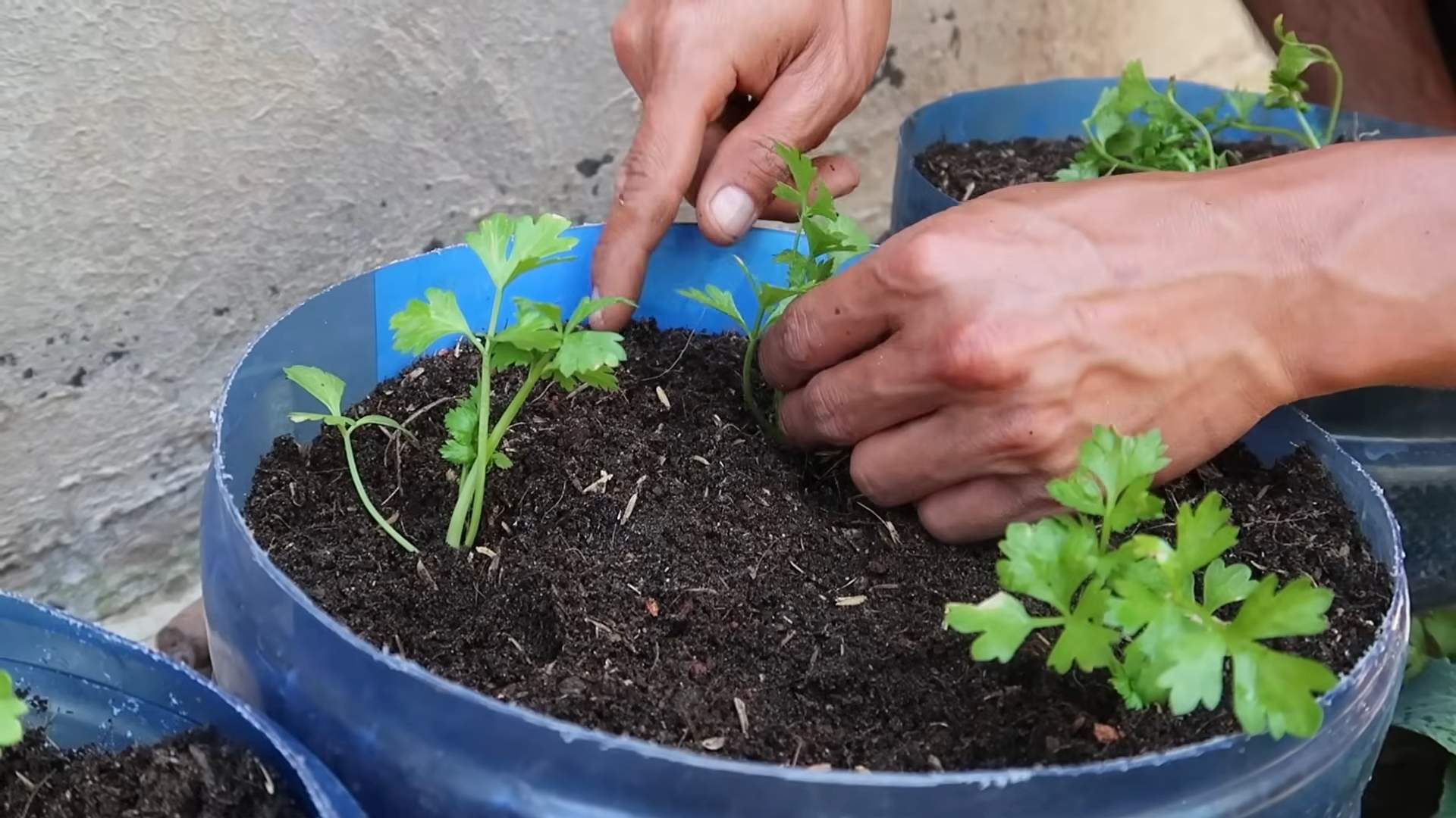 Growing celery at home