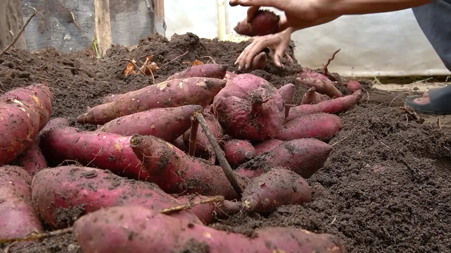 Growing Sweet Potatoes Anywhere